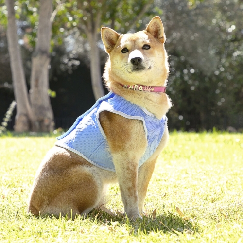 Dog Waistcoat InnovaGoods IG813888
