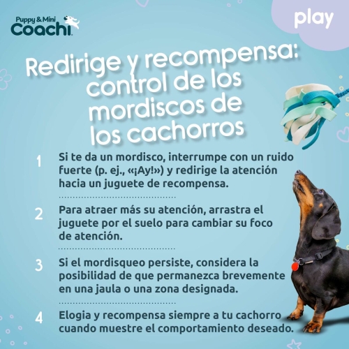 Dog Harness Coachi