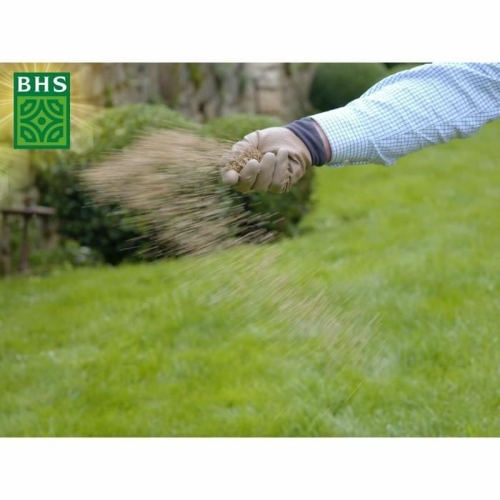 Seeds BHS 3 Kg