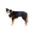 Incontinence Protector Trixie Male Plug Abdomen image1