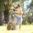 Dog Waistcoat InnovaGoods IG813888 image2