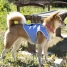 Dog Waistcoat InnovaGoods IG813888 image3