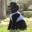 InnovaGoods Refreshing Pet Vest for Medium Pets - M image1