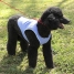 InnovaGoods Refreshing Pet Vest for Medium Pets - M image3