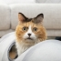 Collapsible Pet Tunnel Funnyl Innovagoods image4
