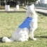 InnovaGoods Refreshing Pet Vest for Large Pets - L image2