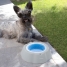 Cooling Pet Water Bowl Freshty InnovaGoods image4