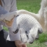 Pet Brush & Massage Glove Relpet InnovaGoods image2