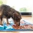 Sniffing Mat for Pets Foopark InnovaGoods image2