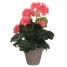 Decorative Plant Mica Decorations PVC 11,5 x 33 cm image1
