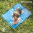 Refreshing Pet Mat Colet InnovaGoods Pet Mat 40 x 50 cm Blue (Refurbished A) image5