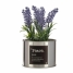 Decorative Plant Ibergarden Metal Plastic Can Lavendar 10 x 18 x 10 cm (6 Units) image2