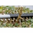 Hedge trimmer BOSCH 06008C9500 18 V image3