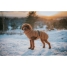 Pet's clothing Hunter PAXSON Brown Polyester image4