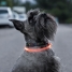 LED Collar for Pets Petlux InnovaGoods image2