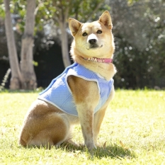 Dog Waistcoat InnovaGoods IG813888